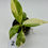 Thumbnail: Dieffenbachia Big Ben Variegated in 50mm
