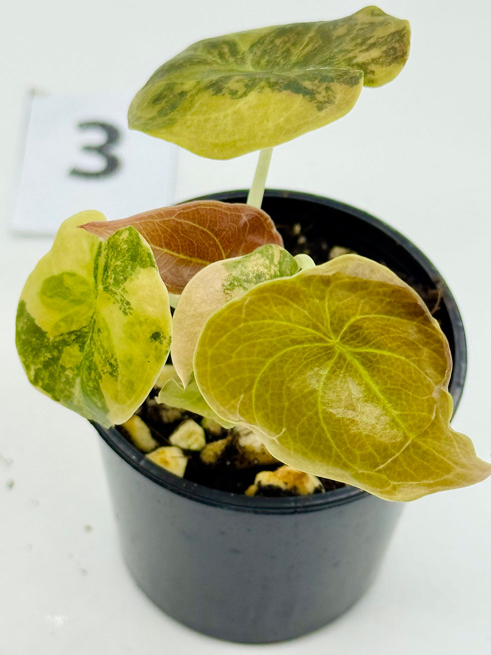 Thumbnail: Alocasia Cuprea Latte Gold Variegated 