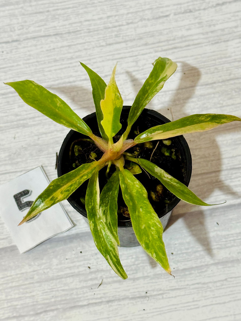 Thumbnail: Philodendron Tortum Variegated 