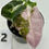 Thumbnail: Alocasia Amazonica Pink -Albo Variegated in 50mm
