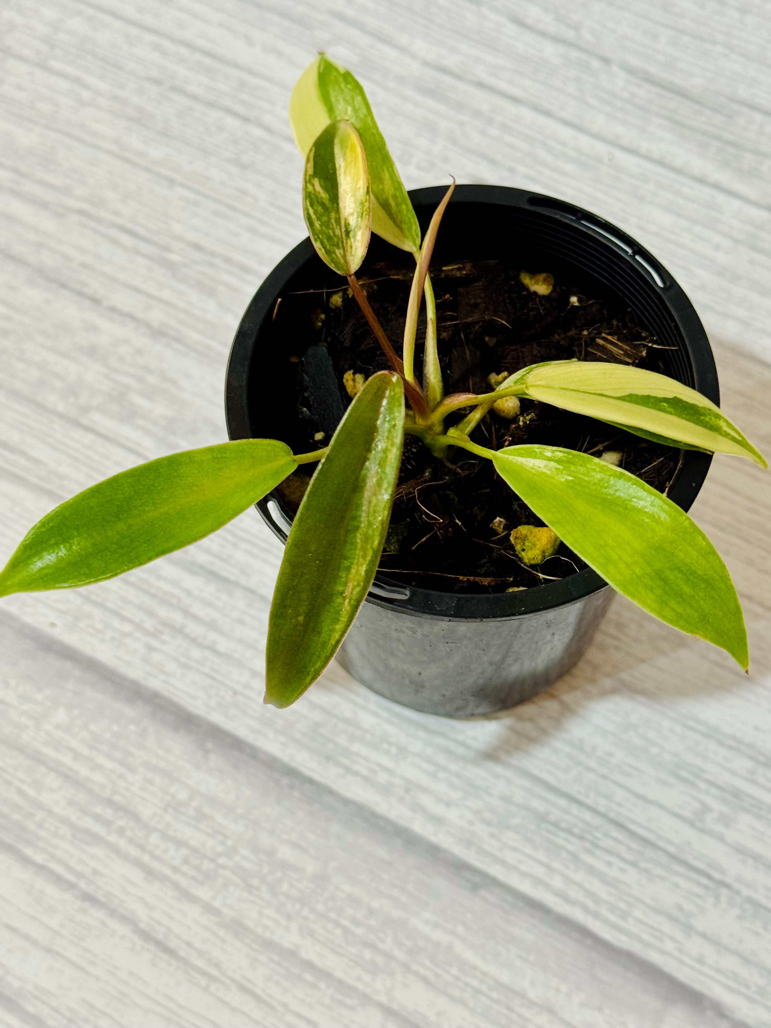 Philodendron Joepii Variegated