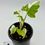 Thumbnail: Alocasia Brancifolia Albo Variegated 