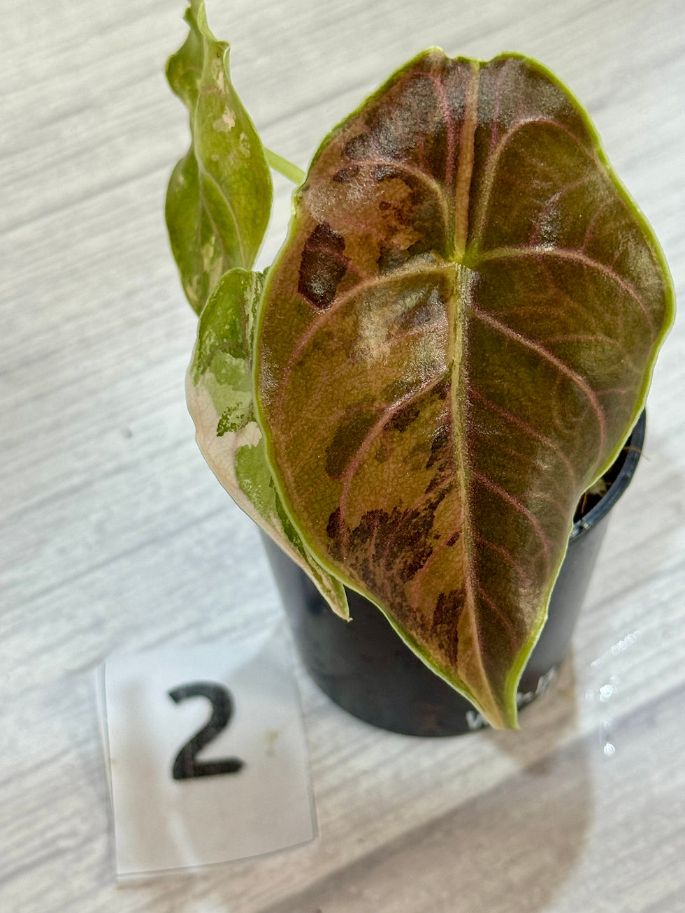 Thumbnail: Alocasia Azlanii Latte/Aurea Variegated 