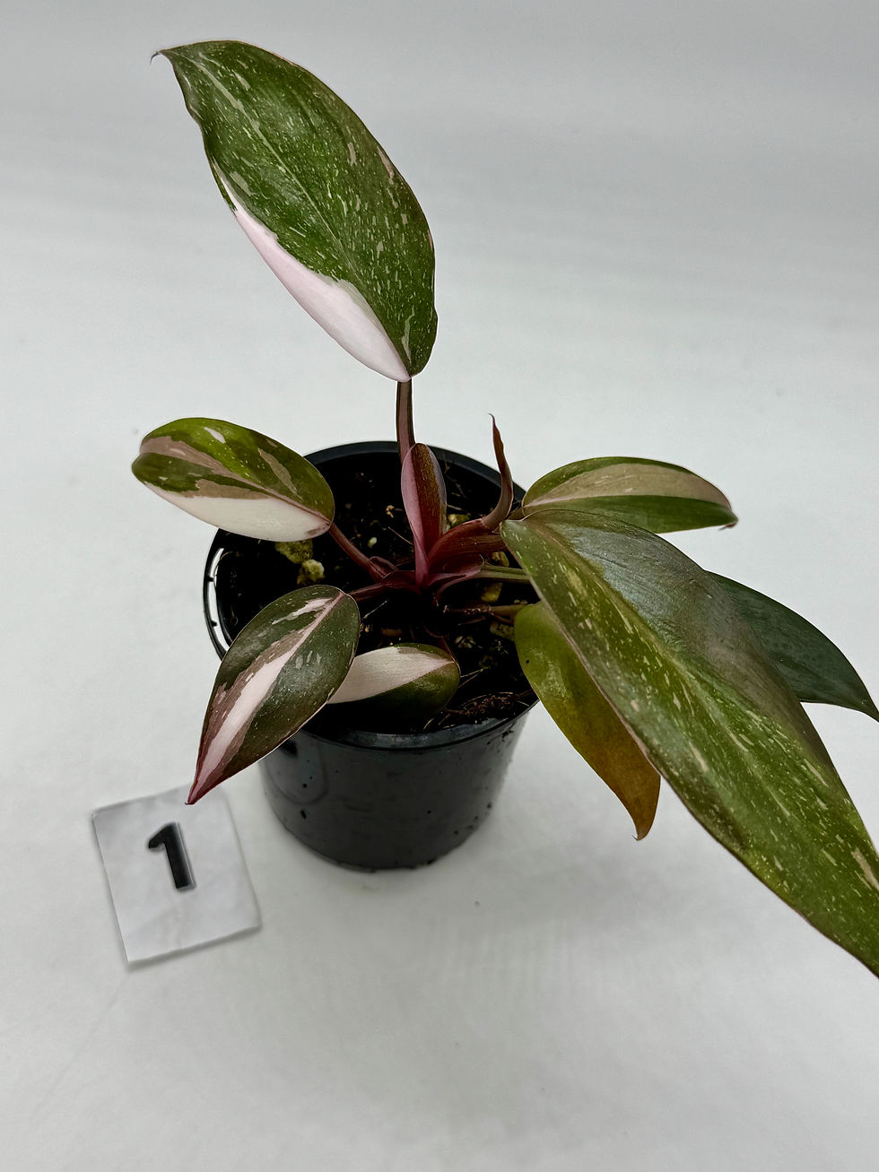 Thumbnail: Philodendron Red Anderson 