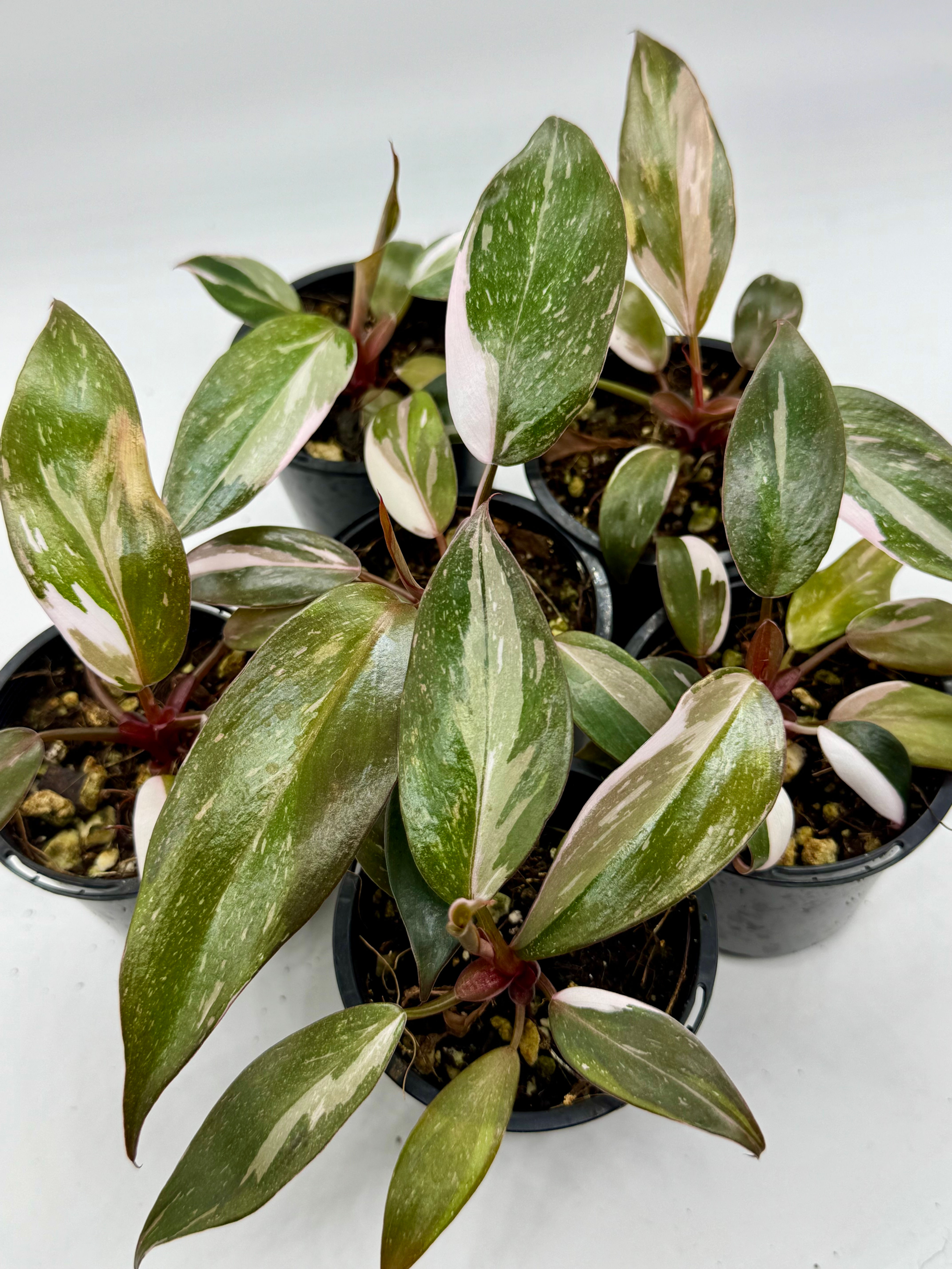 Philodendron Red Anderson