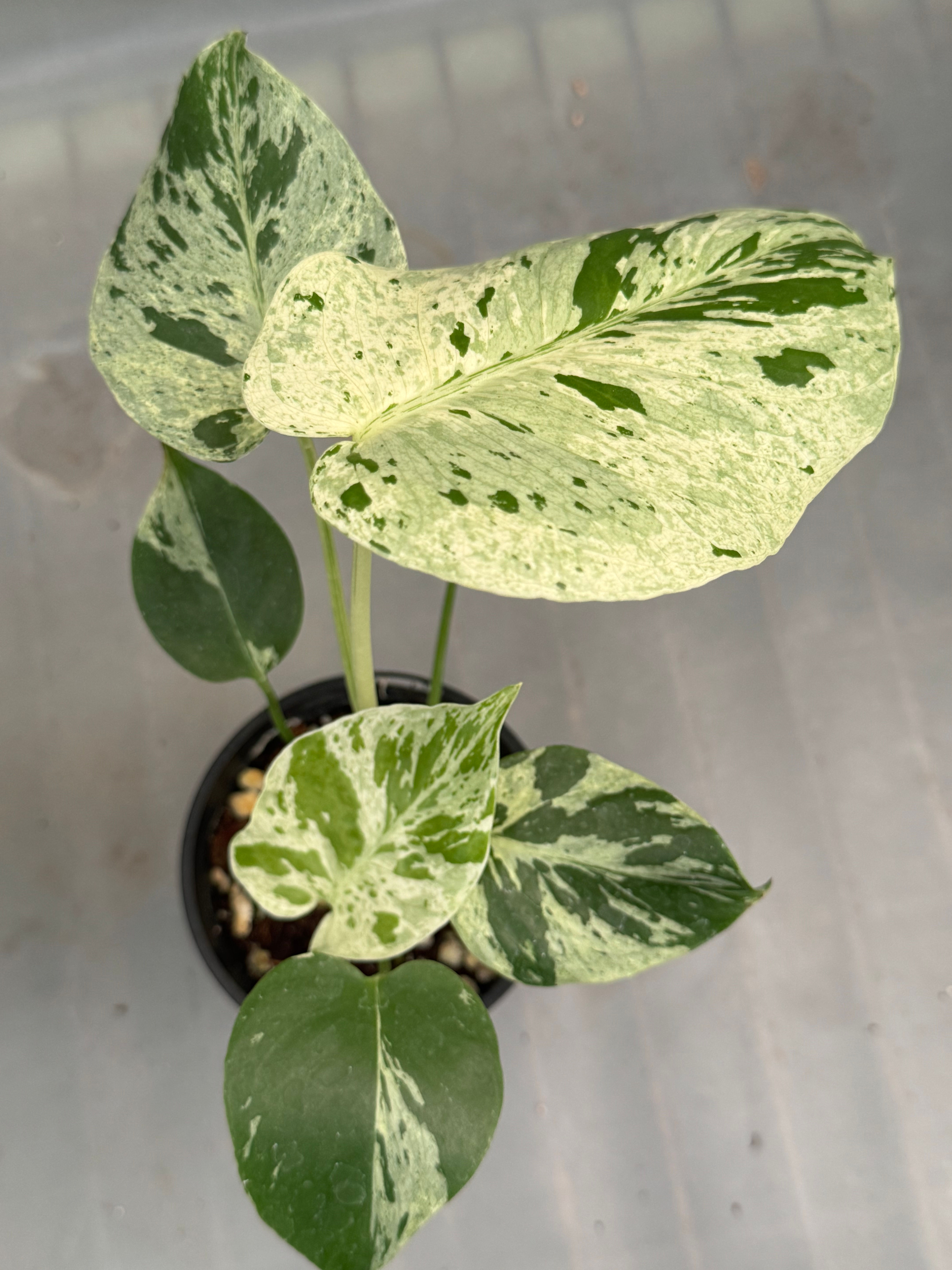 Monstera Bulbasaur