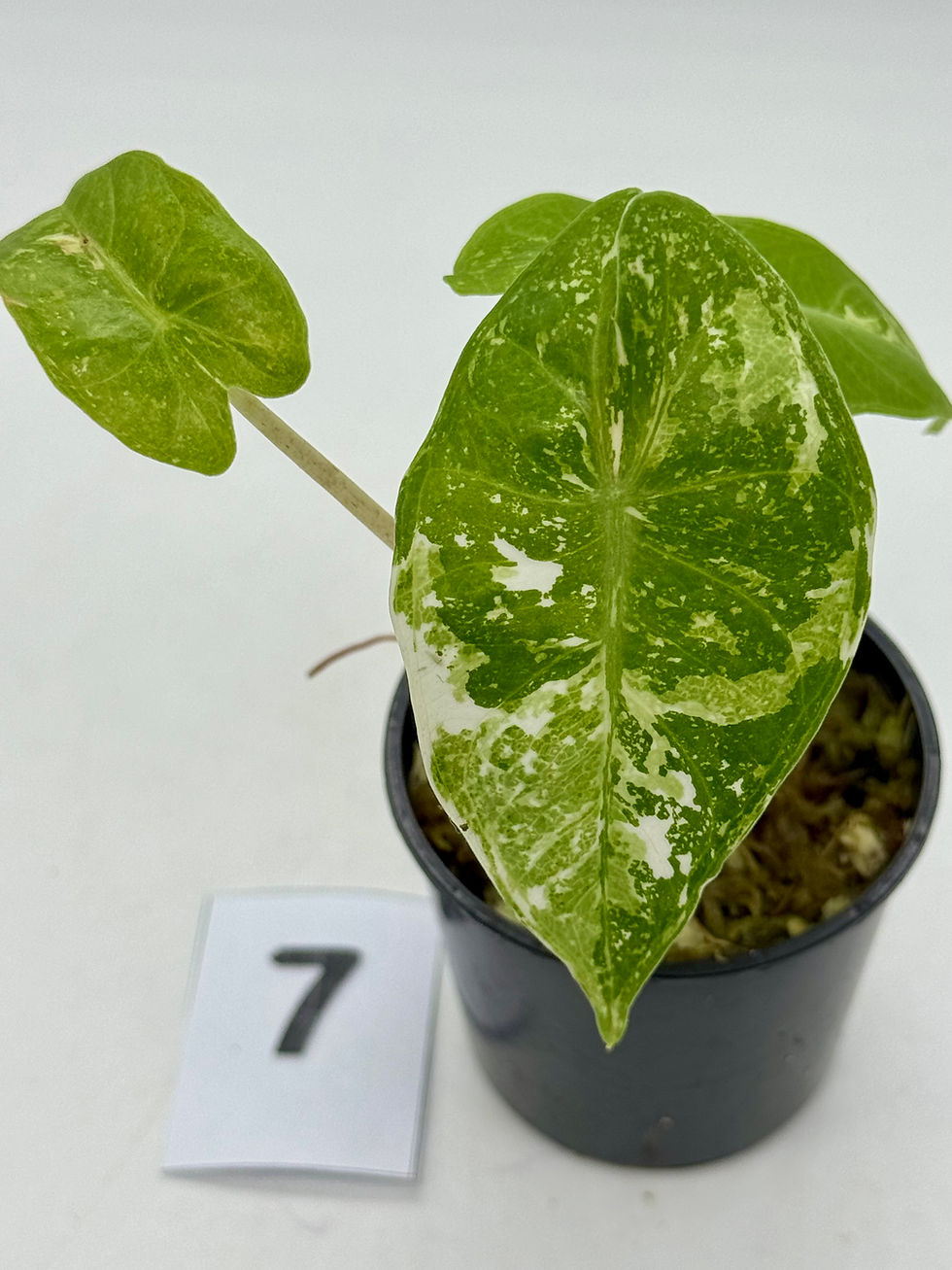 Thumbnail: Alocasia Pink Dragon Albo-Pink Variegated 