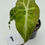Thumbnail: Alocasia Venom in 50mm 