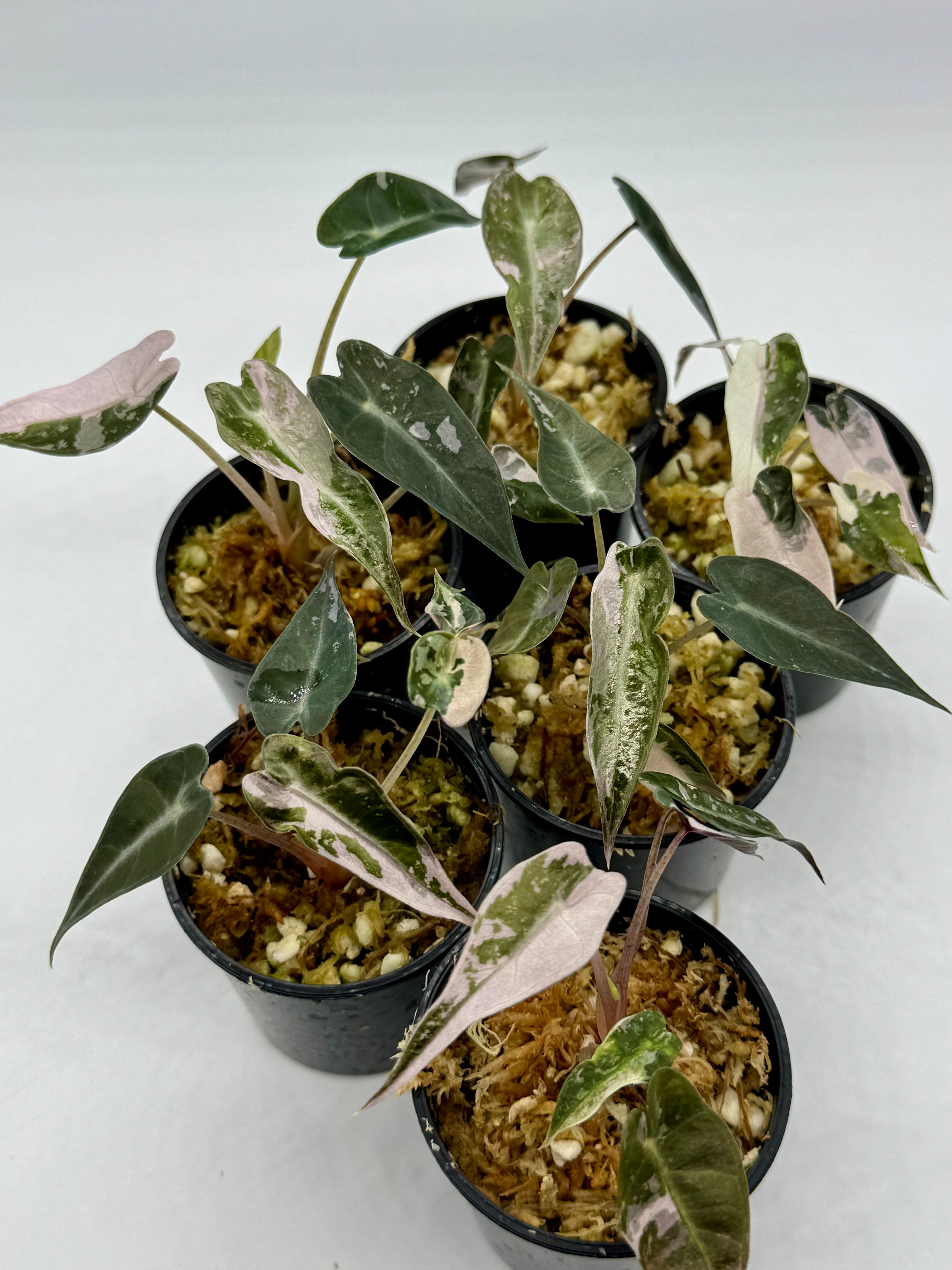 Alocasia Bambino Pink Variegated