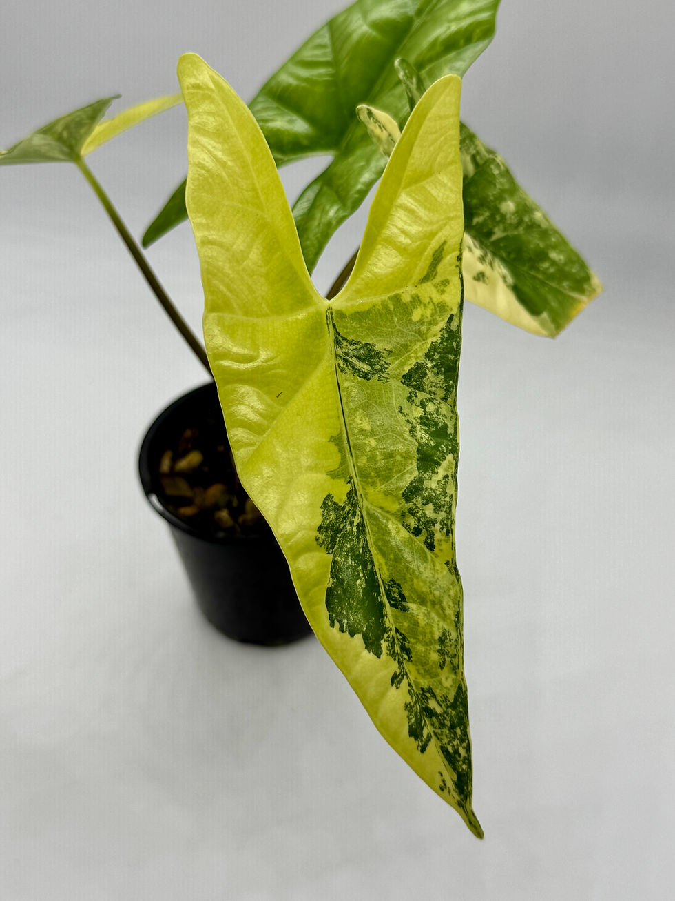 Thumbnail: Alocasia Simpo Aurea Variegated ( Corming Stage)
