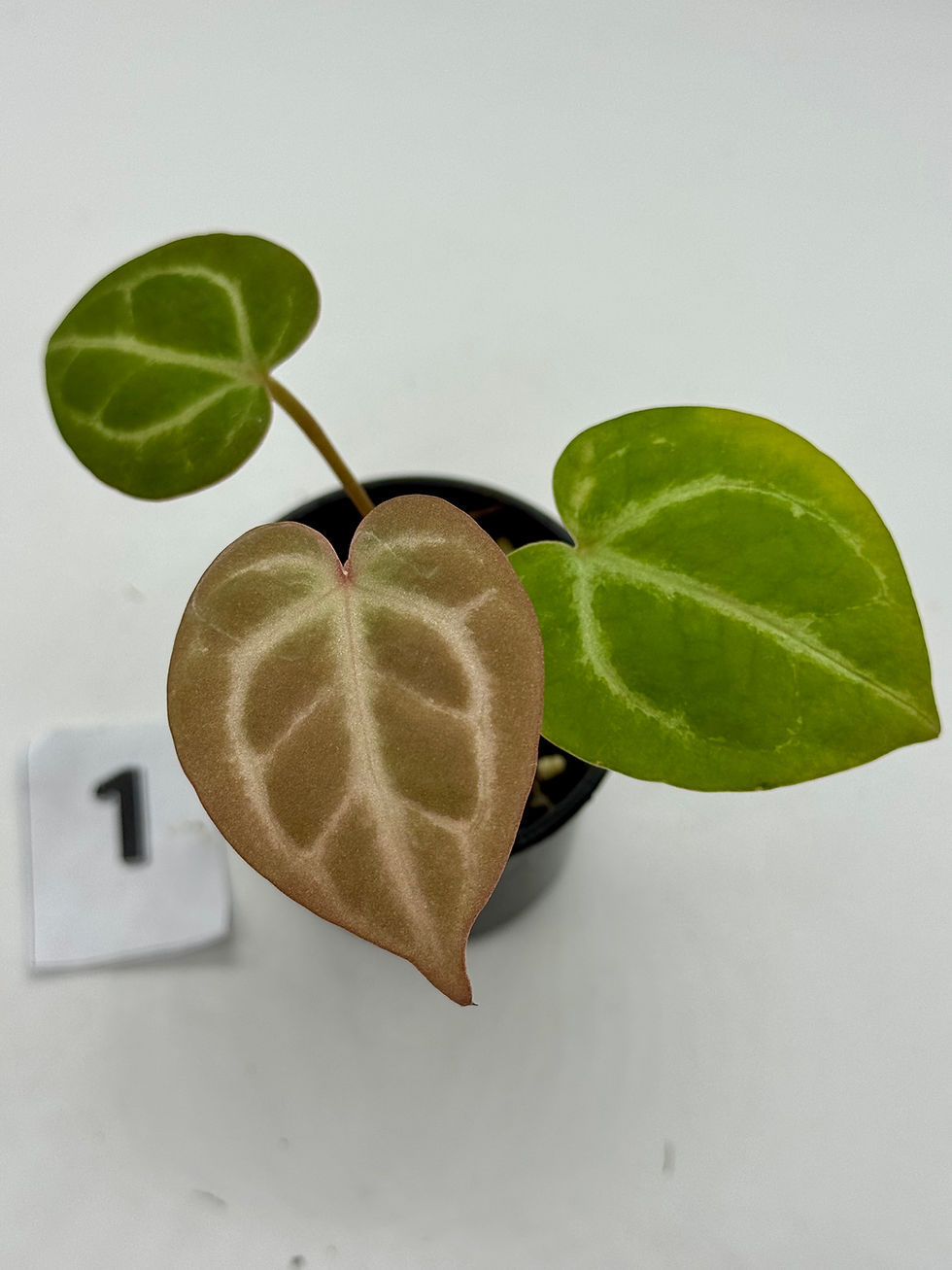 Thumbnail: Anthurium Tezula RC x ( SKG Silver x RC) in 50mm