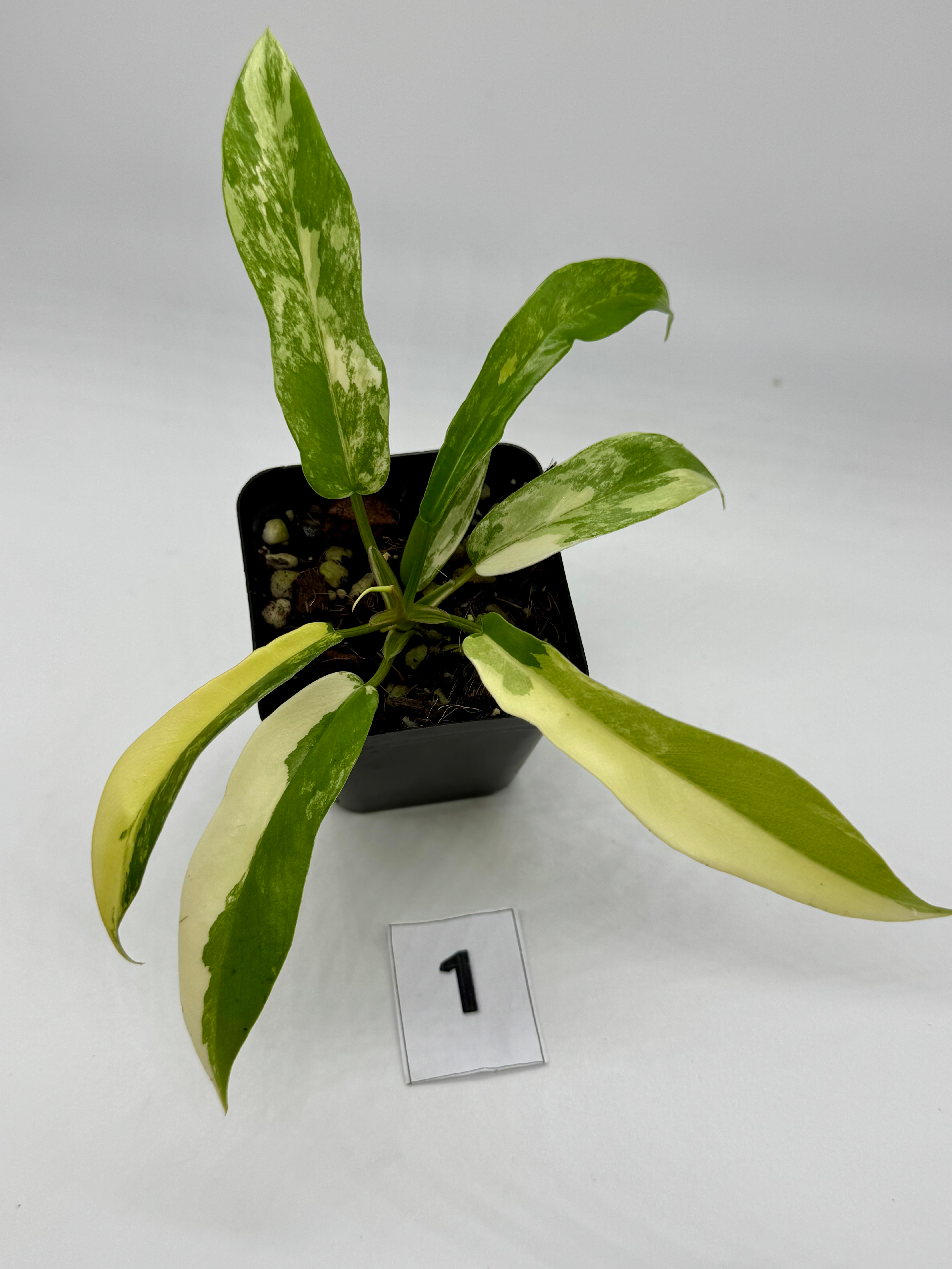 Philodendron Florida Beauty x Tortum Variegated