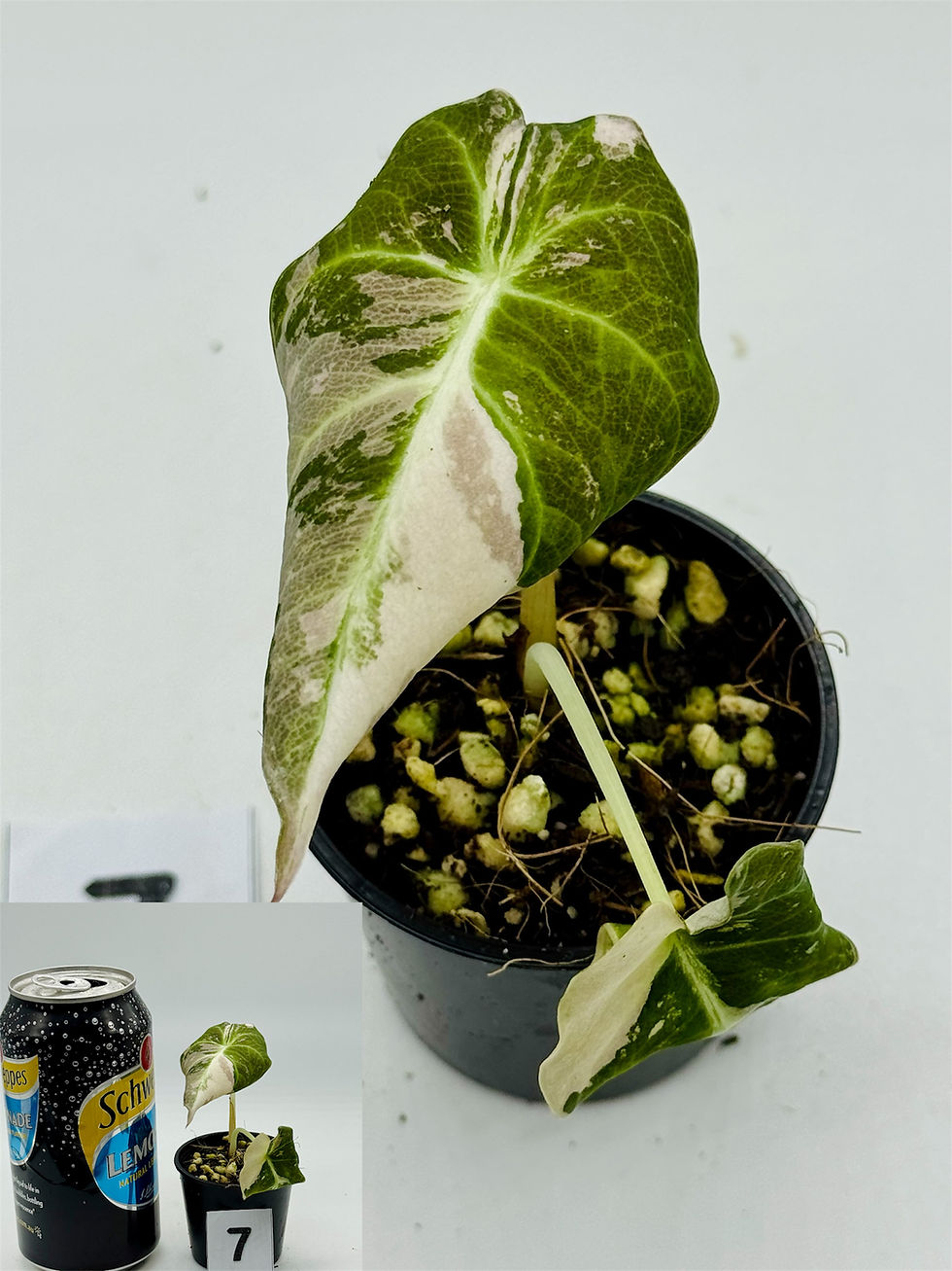 Thumbnail: Alocasia Black Velvet Pink Variegated: