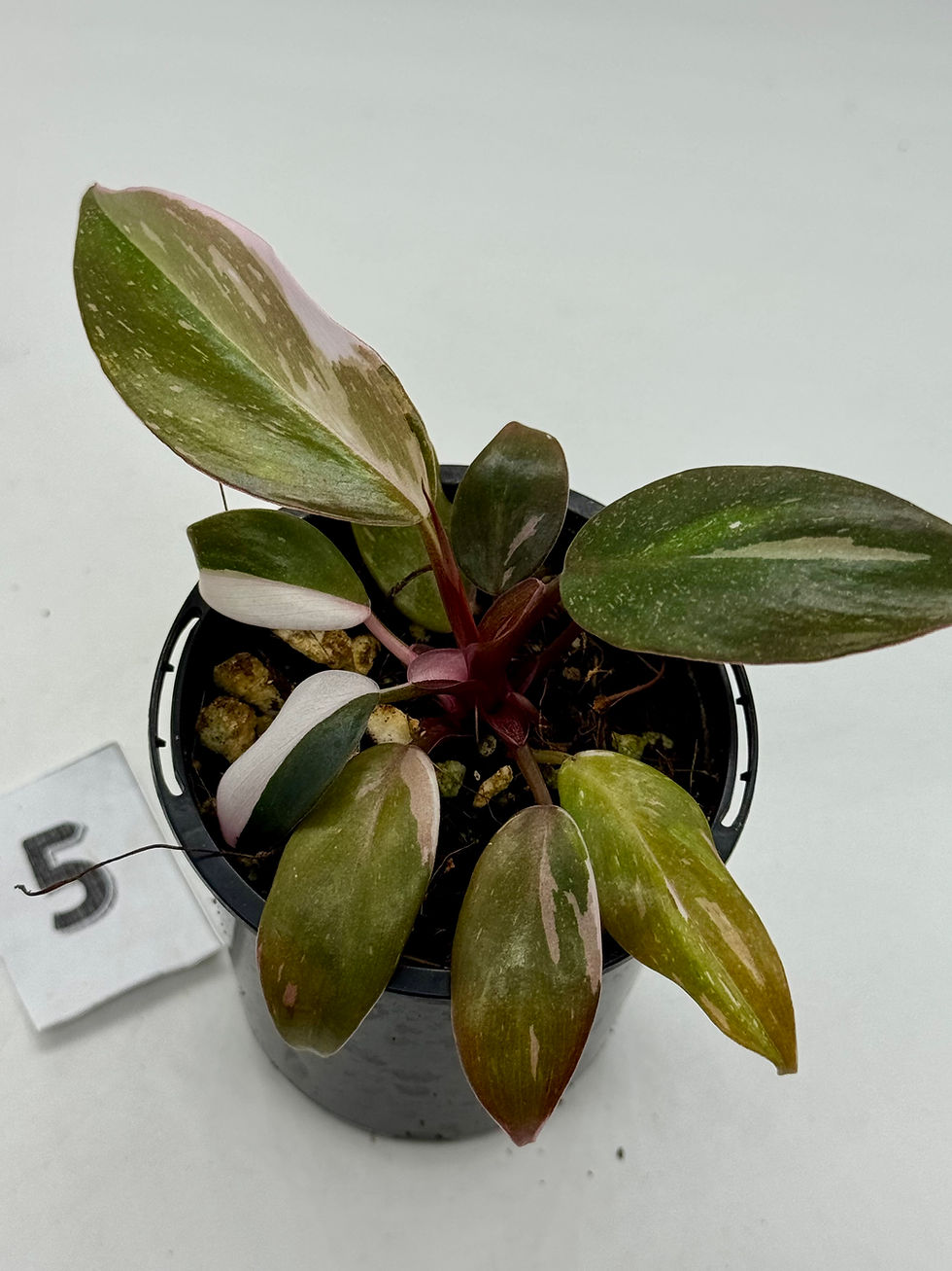 Thumbnail: Philodendron Red Anderson 