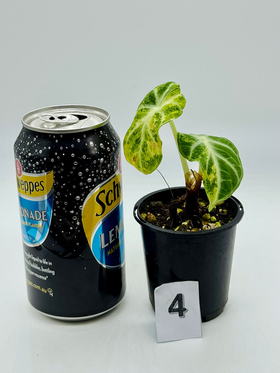 Thumbnail: Alocasia Ninja Aurea Variegated 