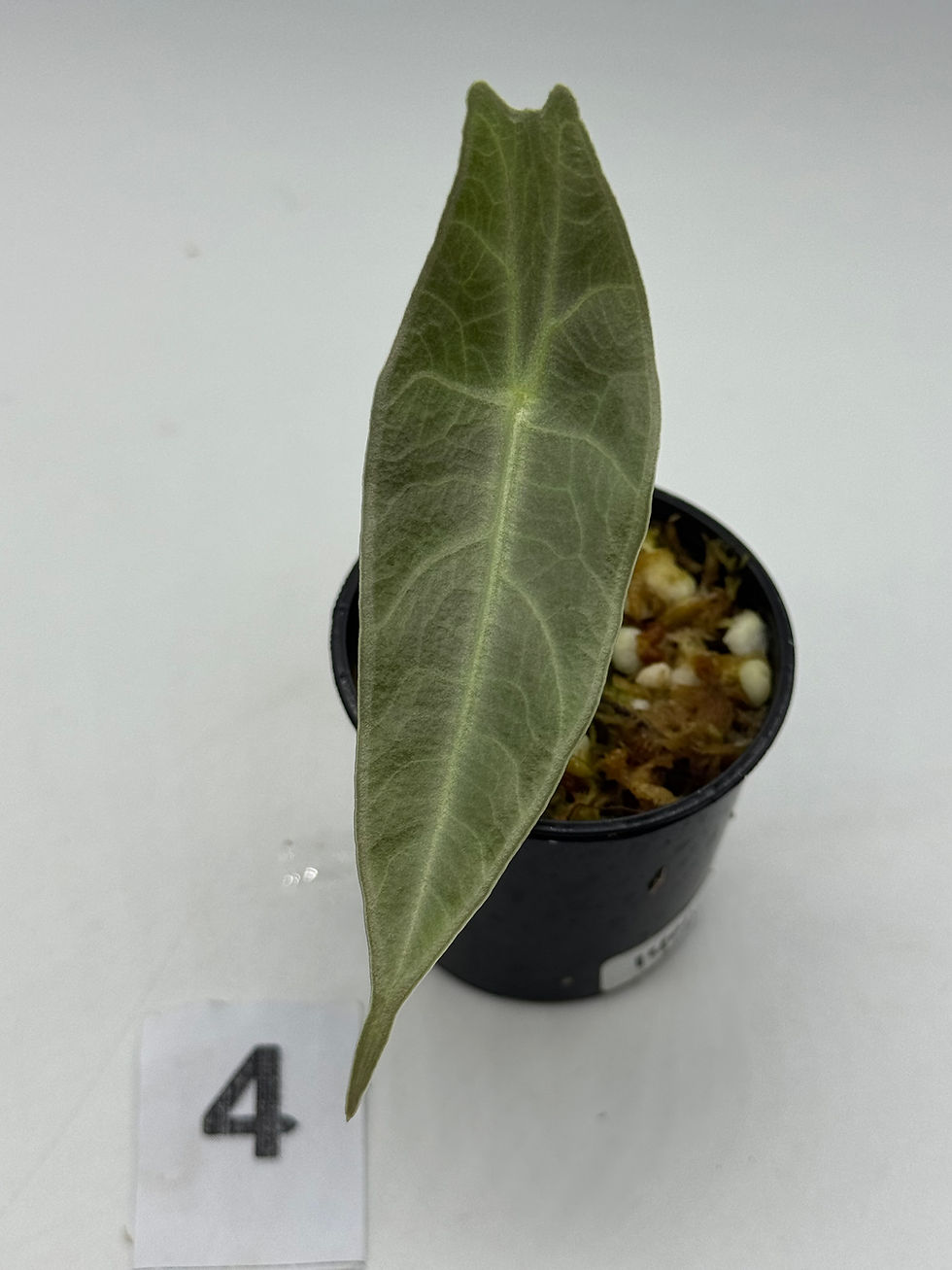 Thumbnail: Alocasia Longiloba Purple