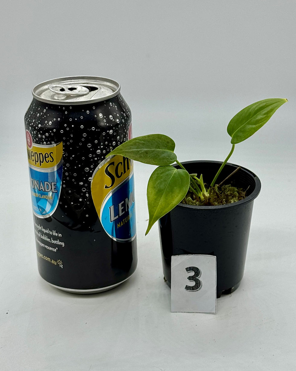 Thumbnail: Anthurium Veitchii 