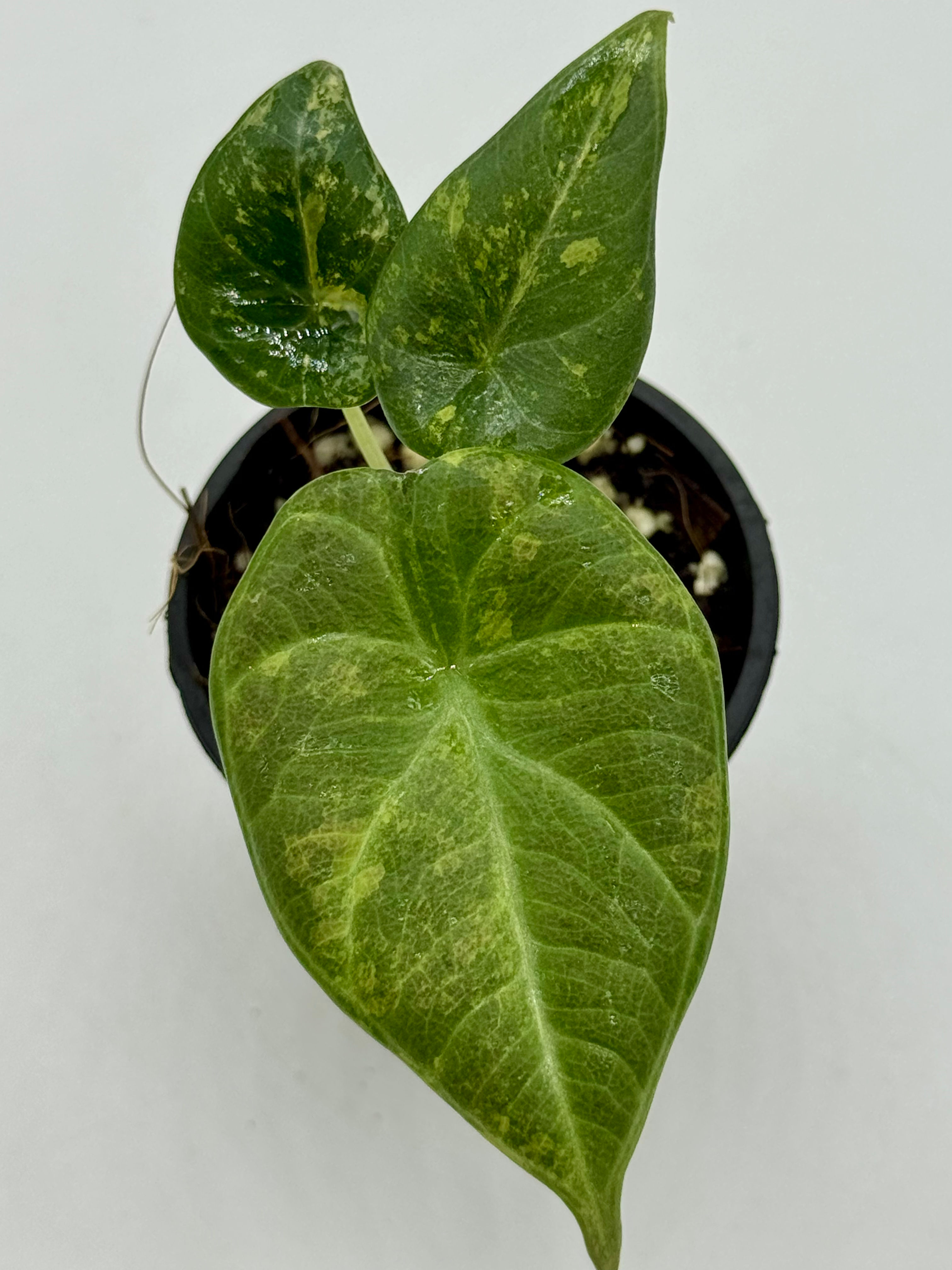 Alocasia Maharani Gold Variegated
