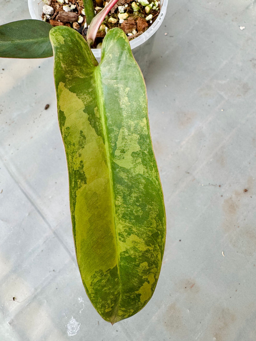 Thumbnail: Philodendron Atabapoense Pink Marble Variegated 