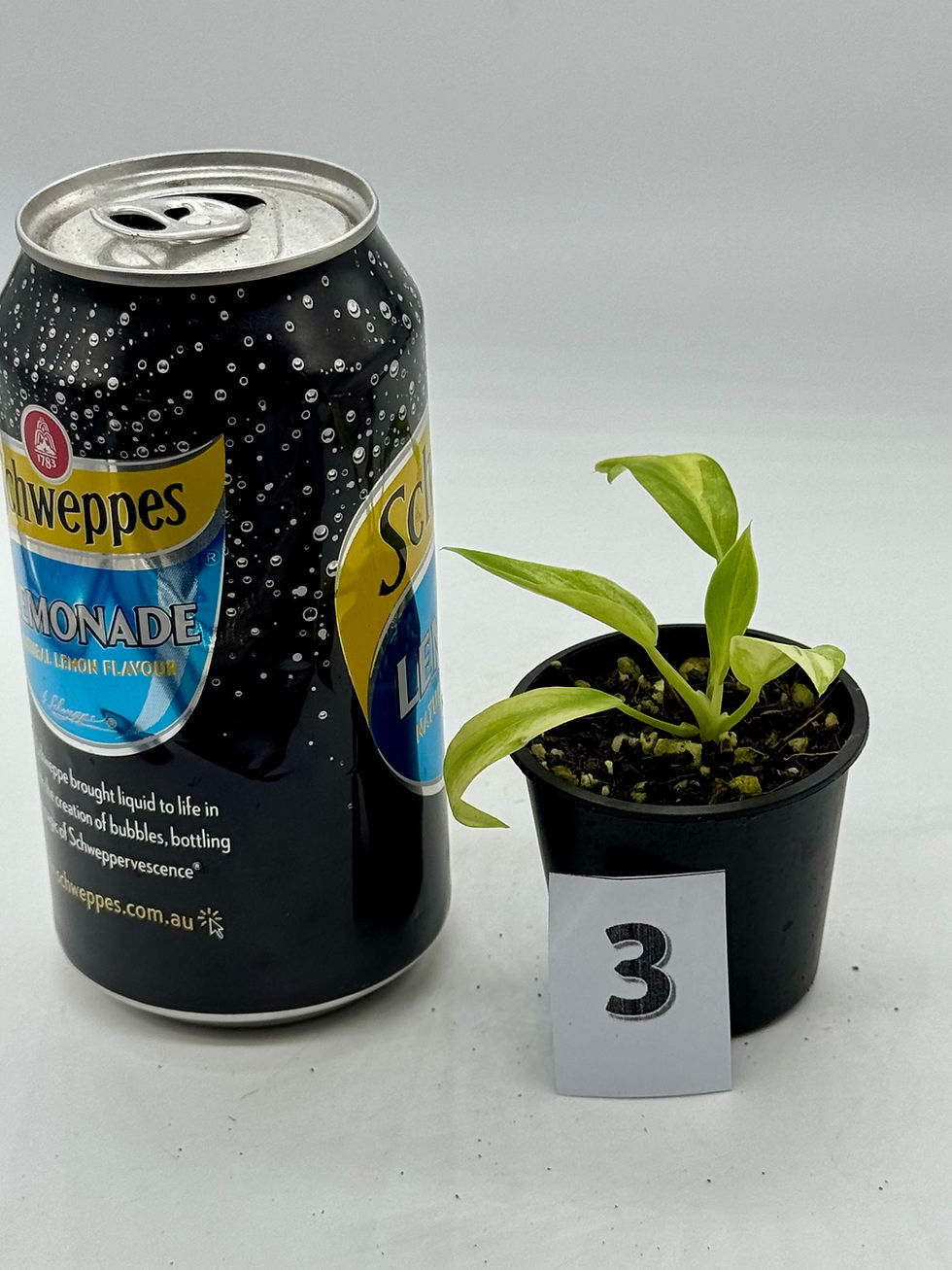Thumbnail: Philodendron Olympiad Variegated 