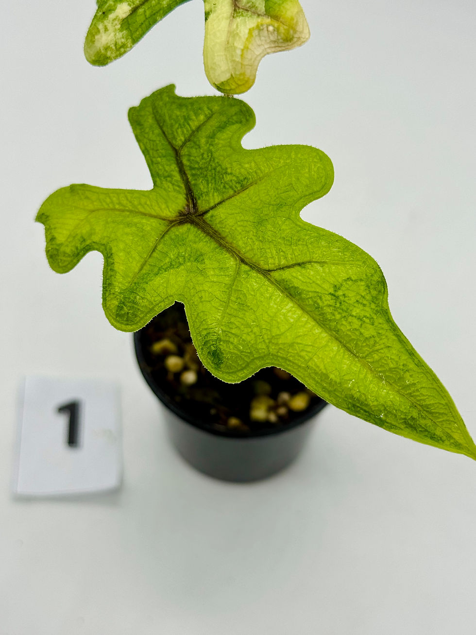 Thumbnail: Alocasia Jacklyn Aurea Variegated 
