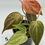Thumbnail: Philodendron Micans Pink- Mint Variegated 