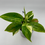 Thumbnail: Philodendron Green Imperial Albo Variegated in 90mm Pot