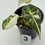 Thumbnail: Alocasia Black Velvet Pink-Albo Variegated 