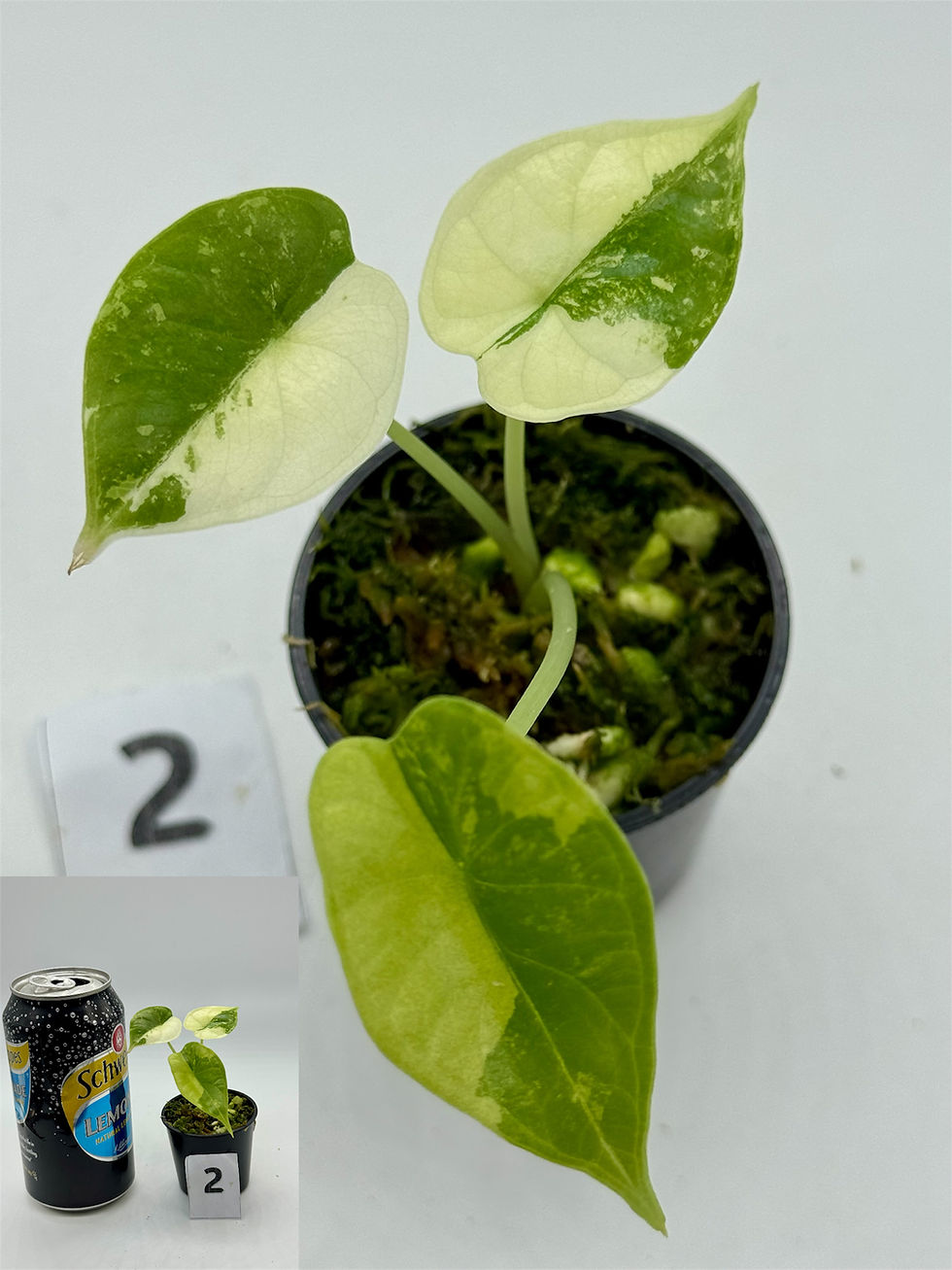 Thumbnail: Alocasia Dragon Scale Variegated 