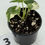 Thumbnail: Alocasia Melo Albo Variegated in 50mm