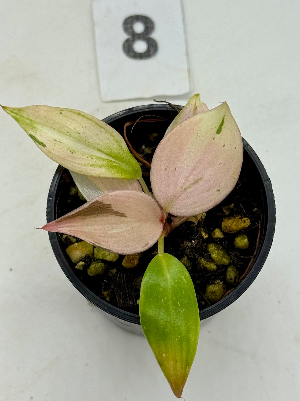Thumbnail: Philodendron White Knight Pink Mint Variegated 