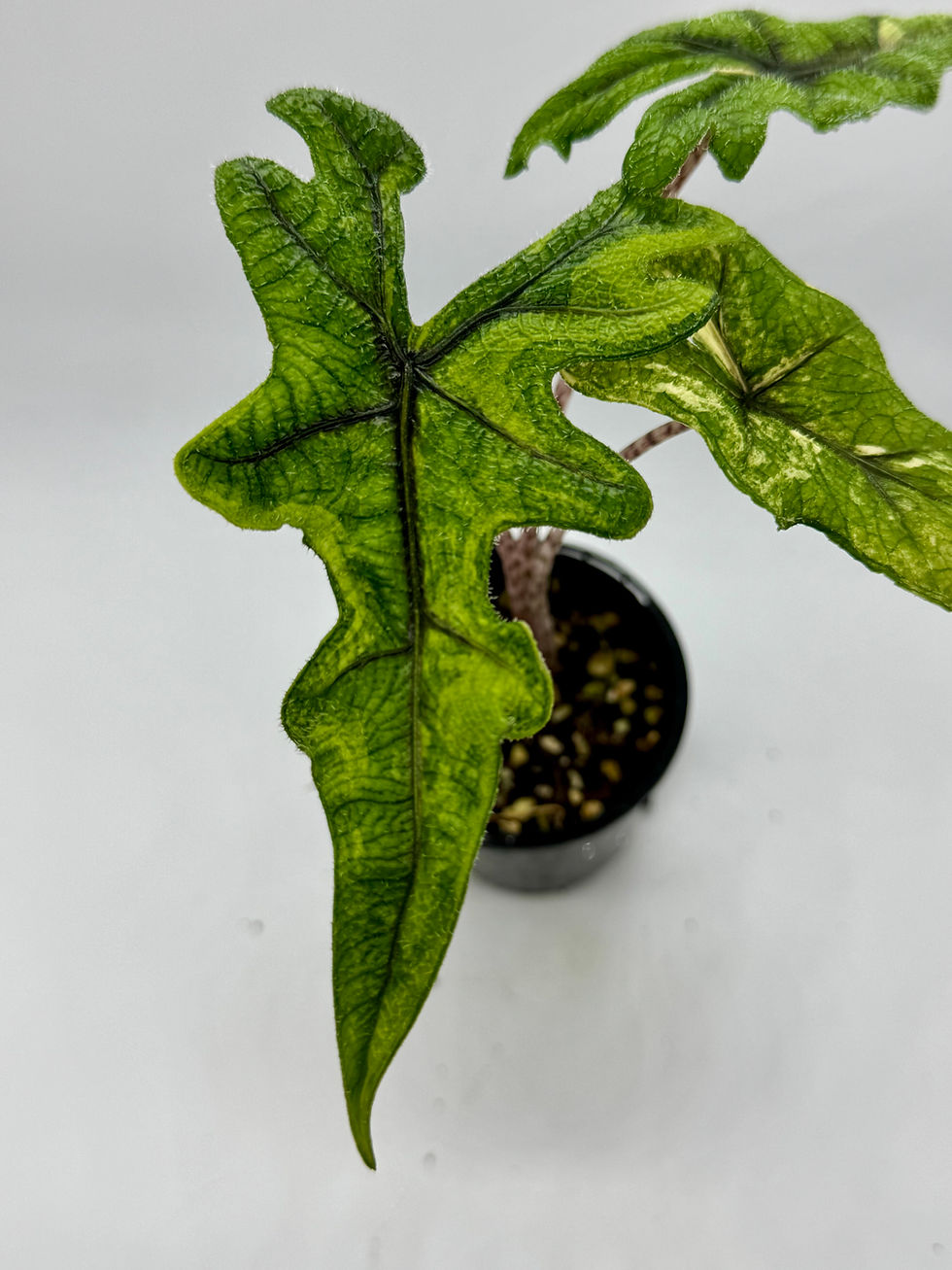 Thumbnail: Alocasia Jacklyn Variegated in 70mm