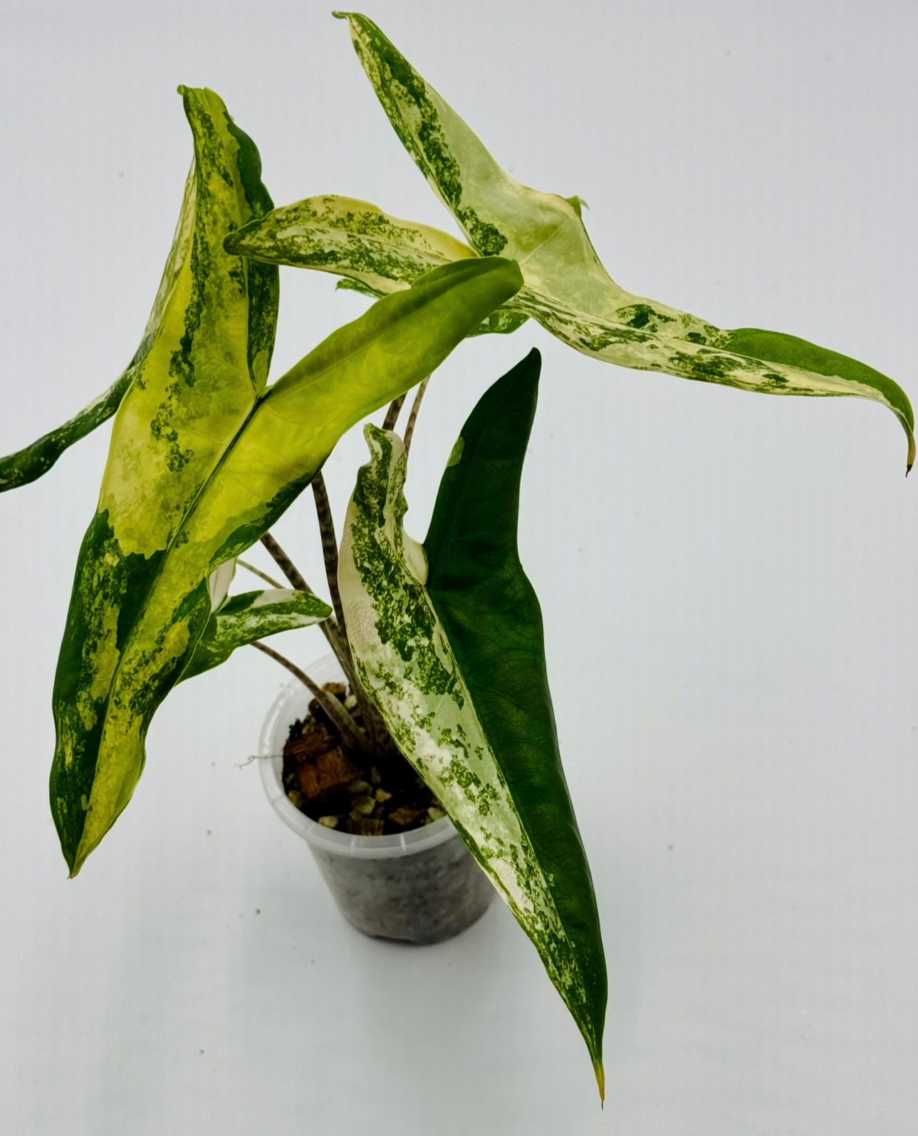 Alocasia Tigrina Superba Variegated
