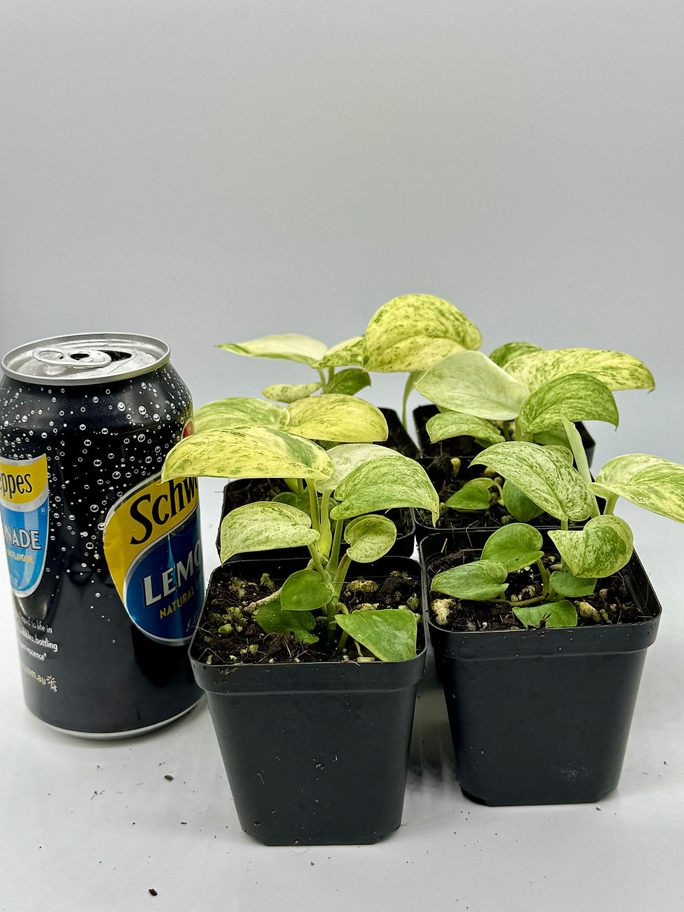 Thumbnail: Scindapsus Jade Satin Marble Variegated in 70mm