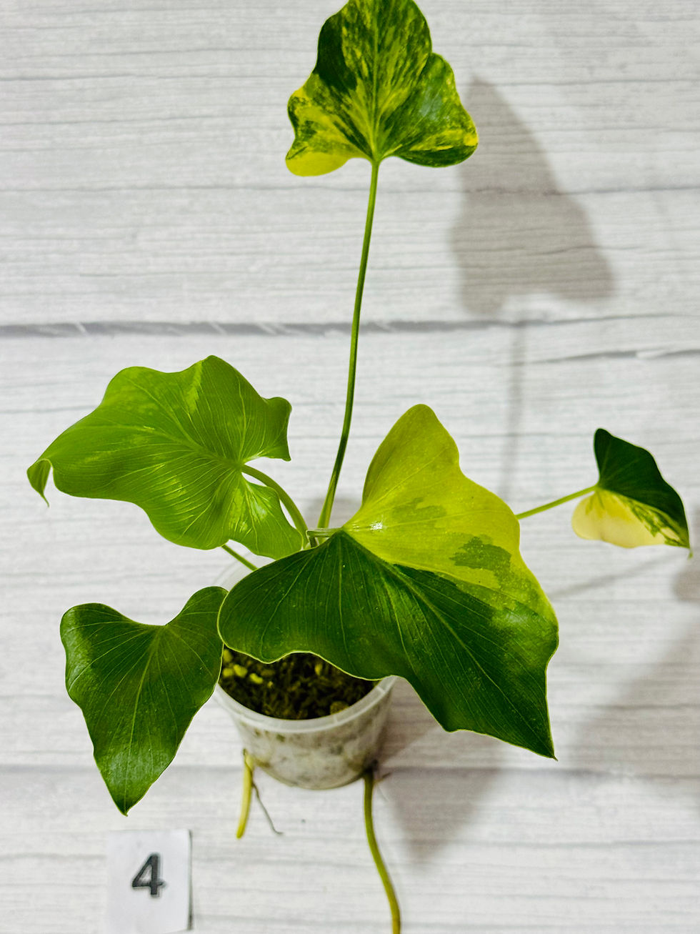 Thumbnail: Philodendron Bipinnatifidum Variegated 