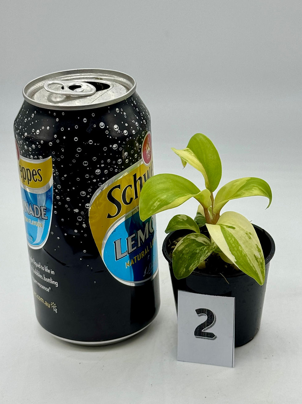 Thumbnail: Philodendron Green Lemon Aurea Variegated 