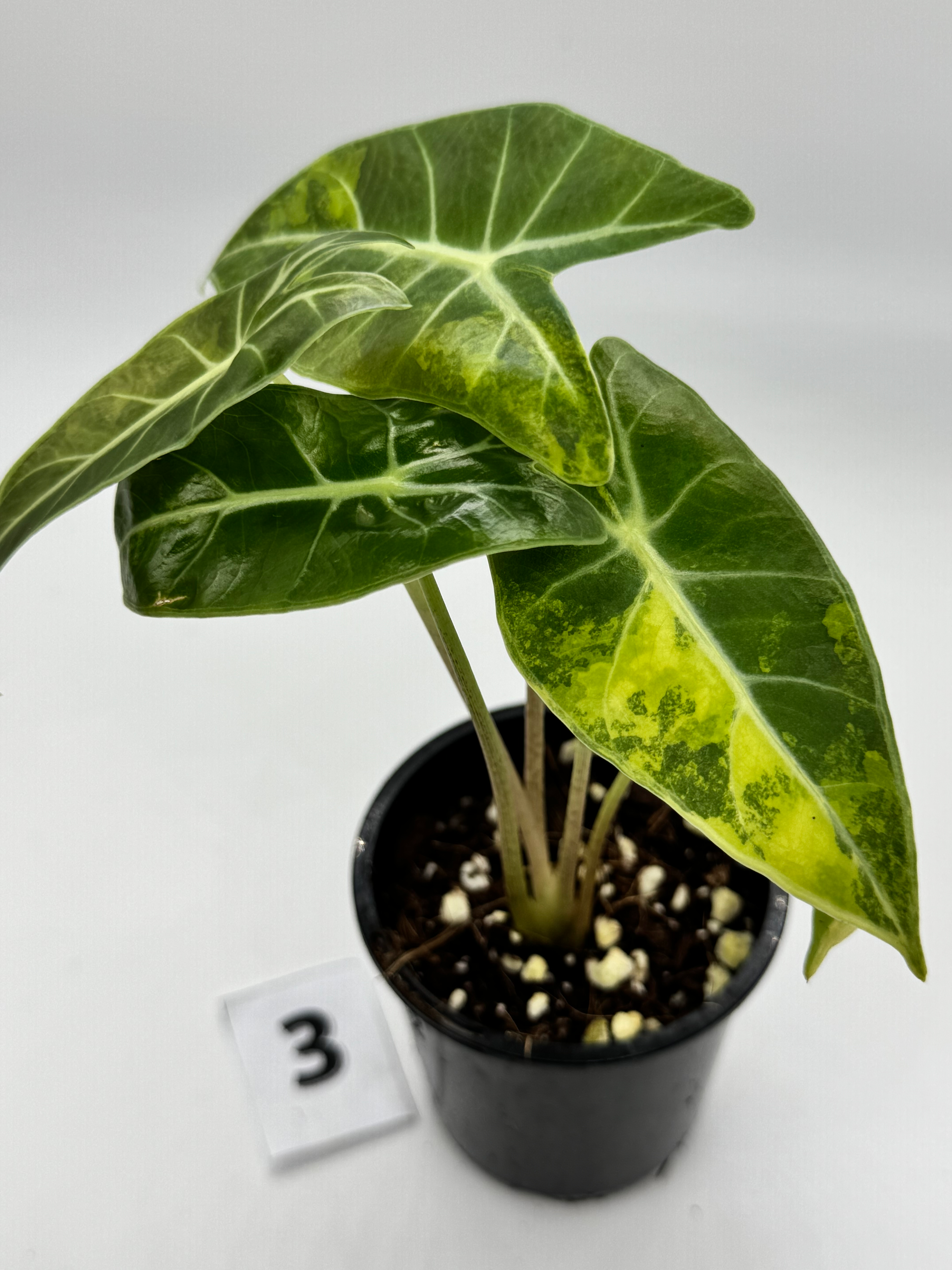 Alocasia Suhirmania Aurea Variegated 
