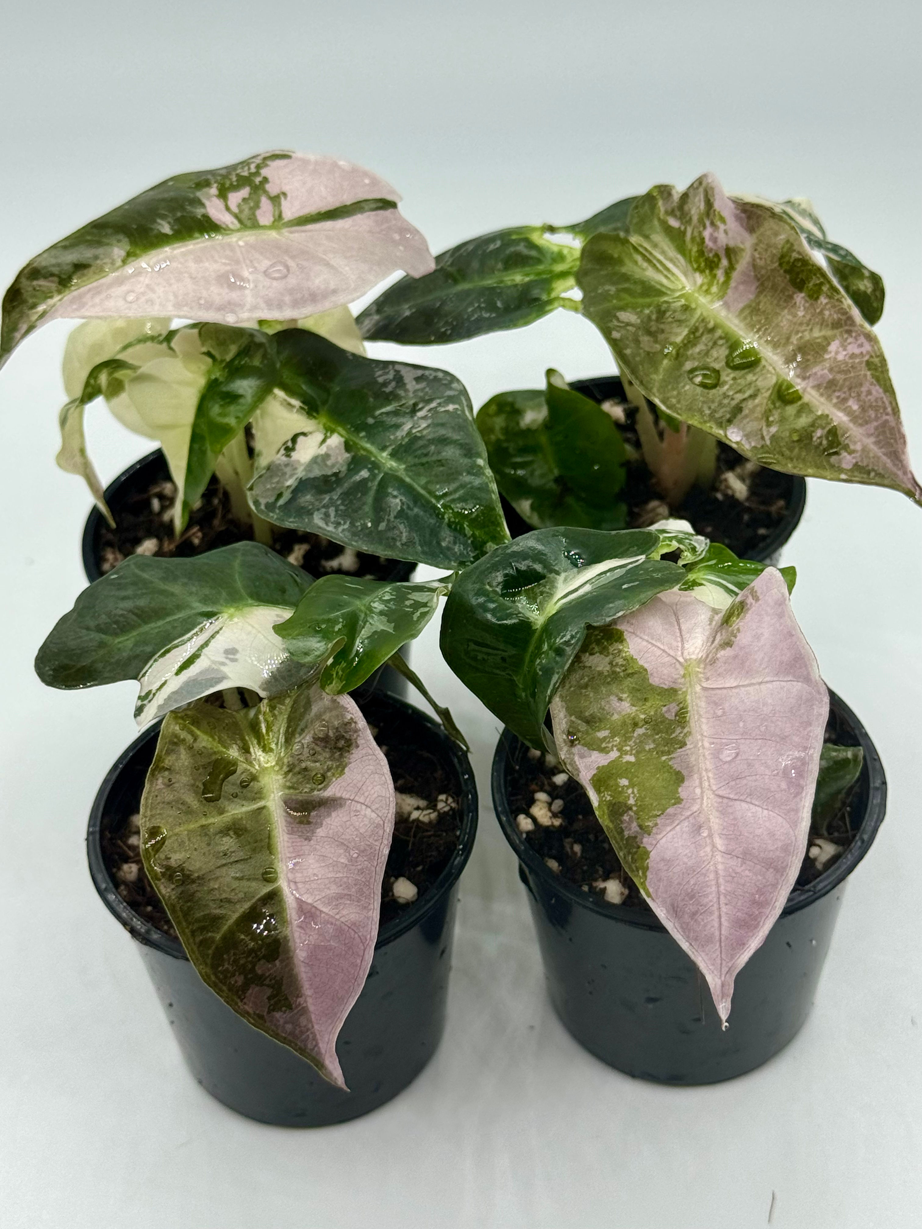Alocasia Amazonica Pink -Albo Variegated in 50mm