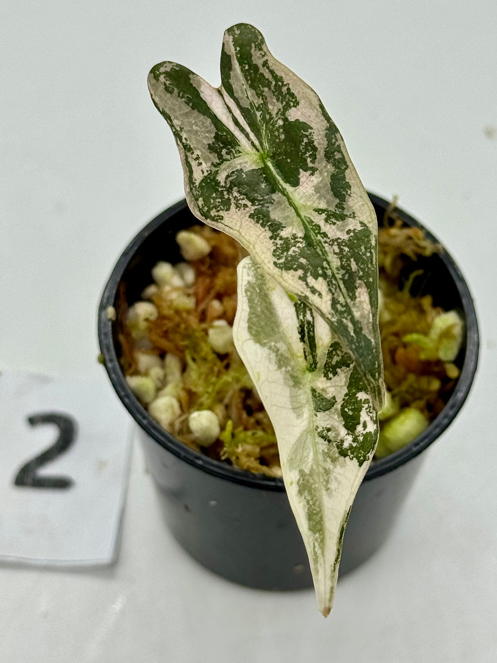 Thumbnail: Alocasia Sanderiana Nobilis Pink “K” offshoots