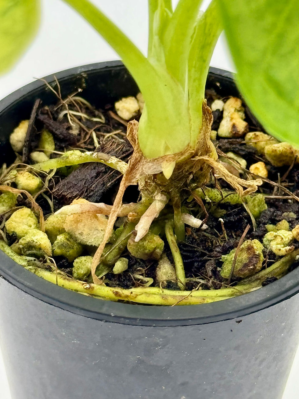 Thumbnail: Alocasia Heterophylla Dragon Breath Aurea Variegated 