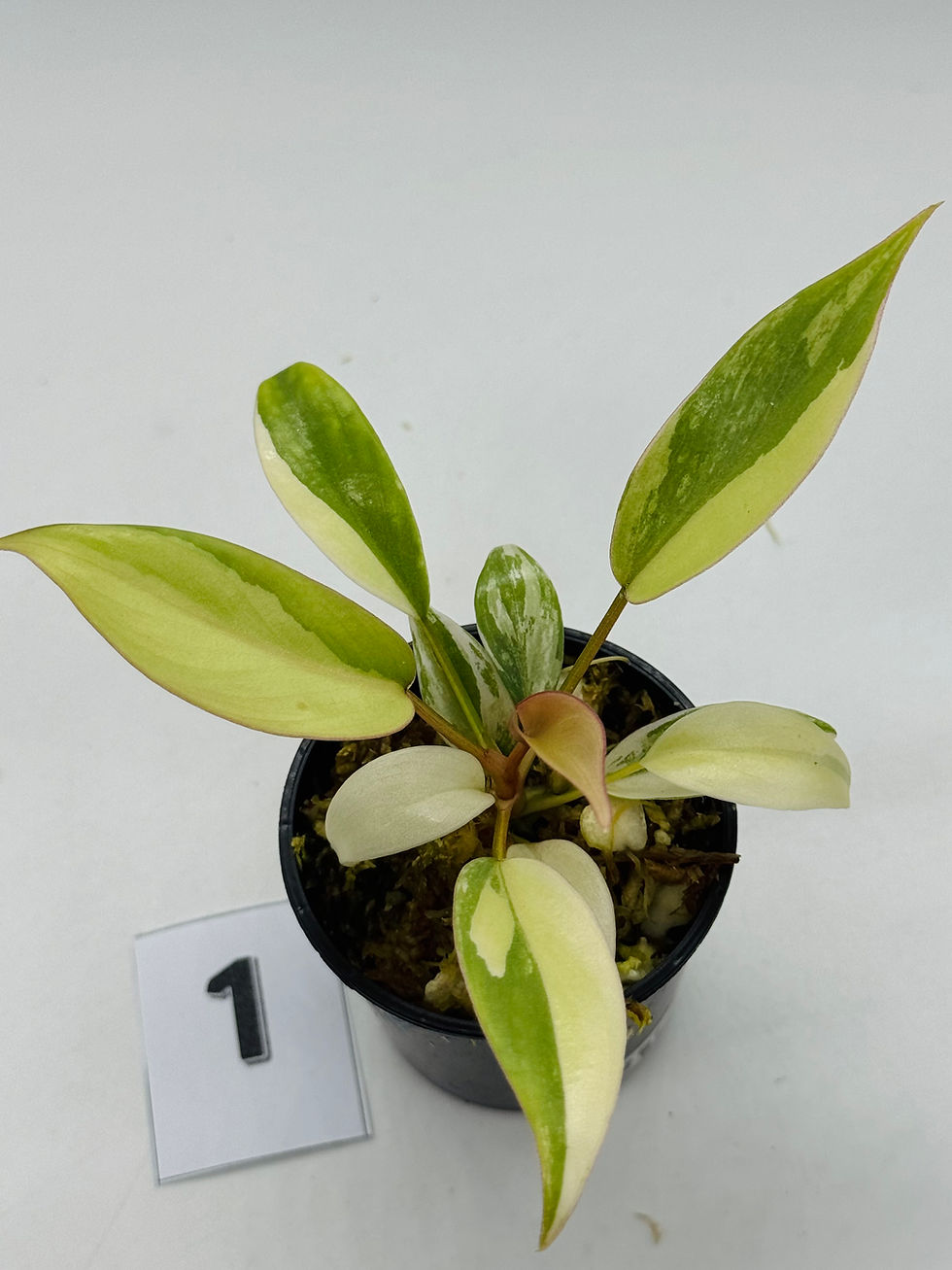 Thumbnail: Philodendron Atabapoense Pink Marble 