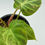 Thumbnail: Philodendron Verrucusom Mint Variegated in 70mm
