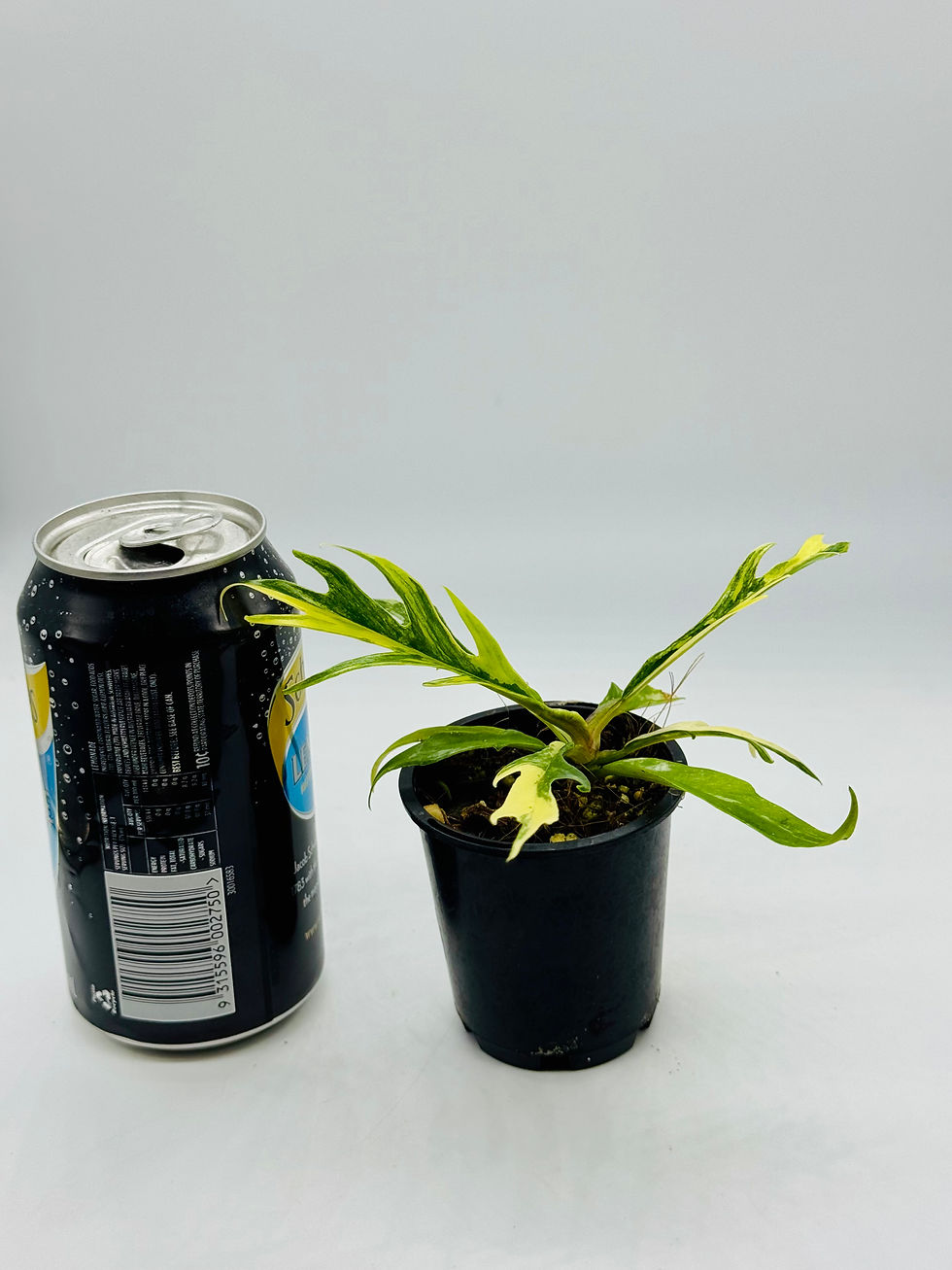 Thumbnail: Philodendron Tortum Aurea Variegated (Pure)