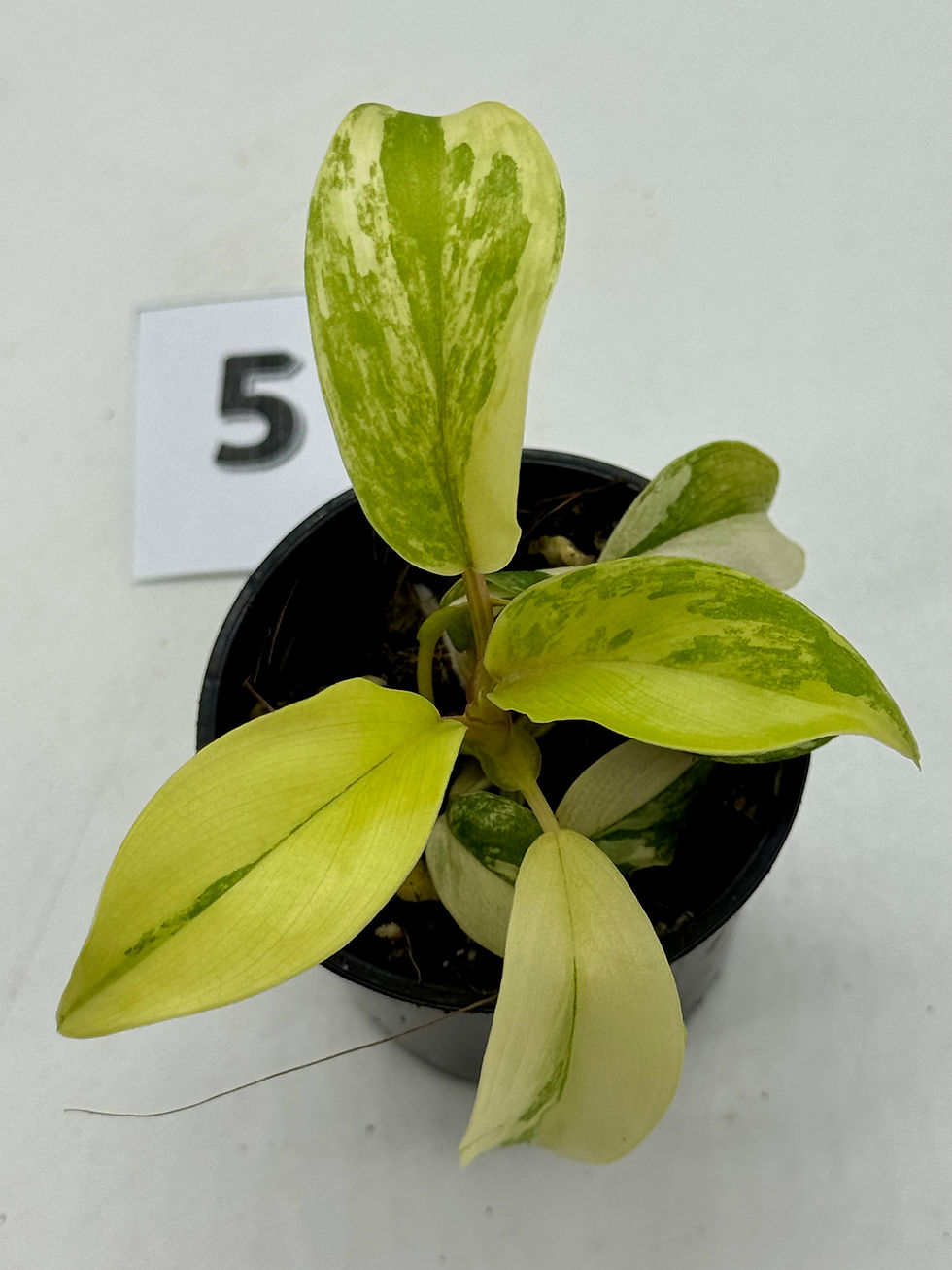 Thumbnail: Philodendron Green Lemon Aurea Variegated 