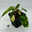 Thumbnail: Philodendron Billietiae Variegated in 70mm