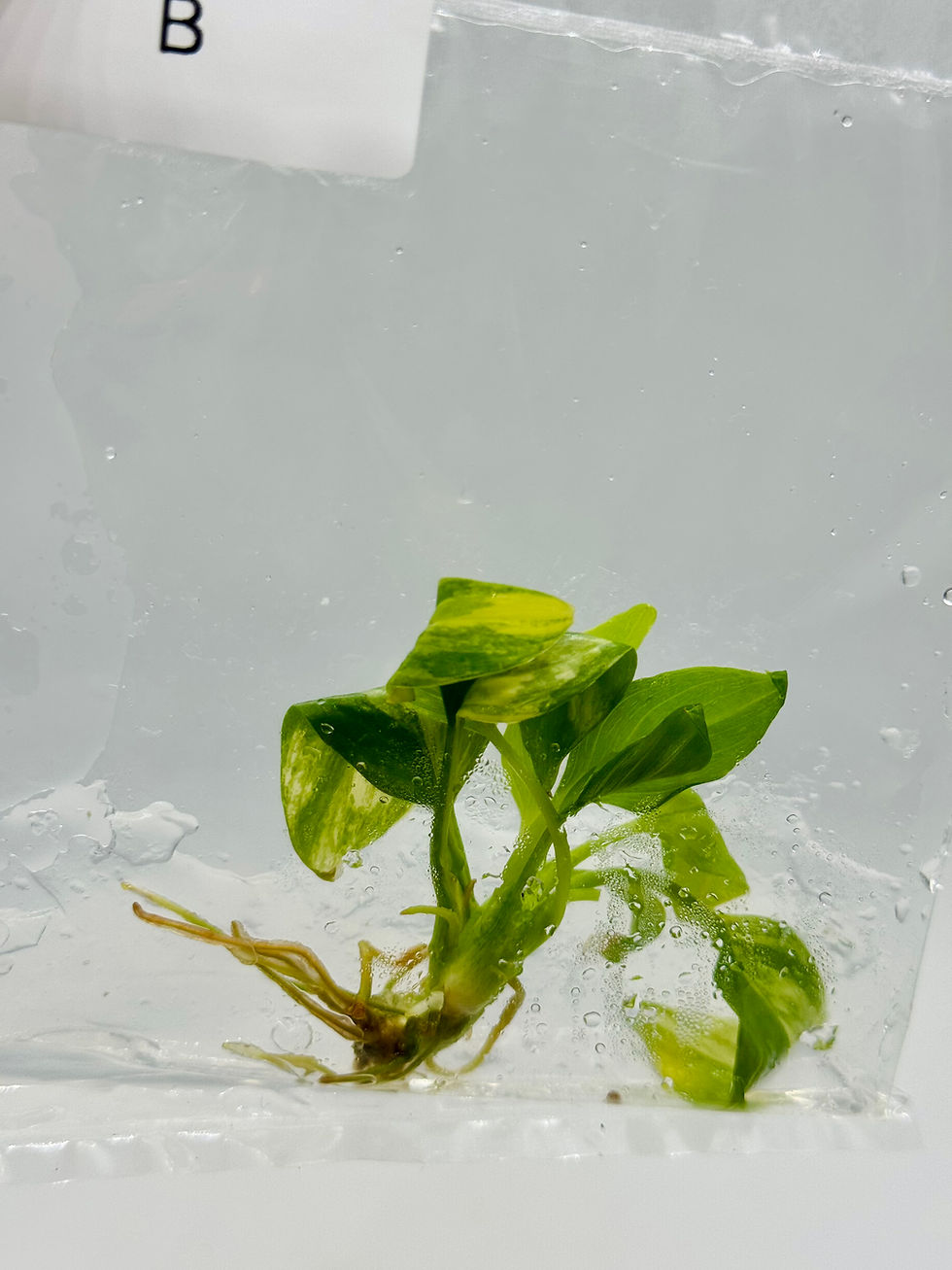 Thumbnail: Homalomena Rubescens Yellow Variegated TC in agar