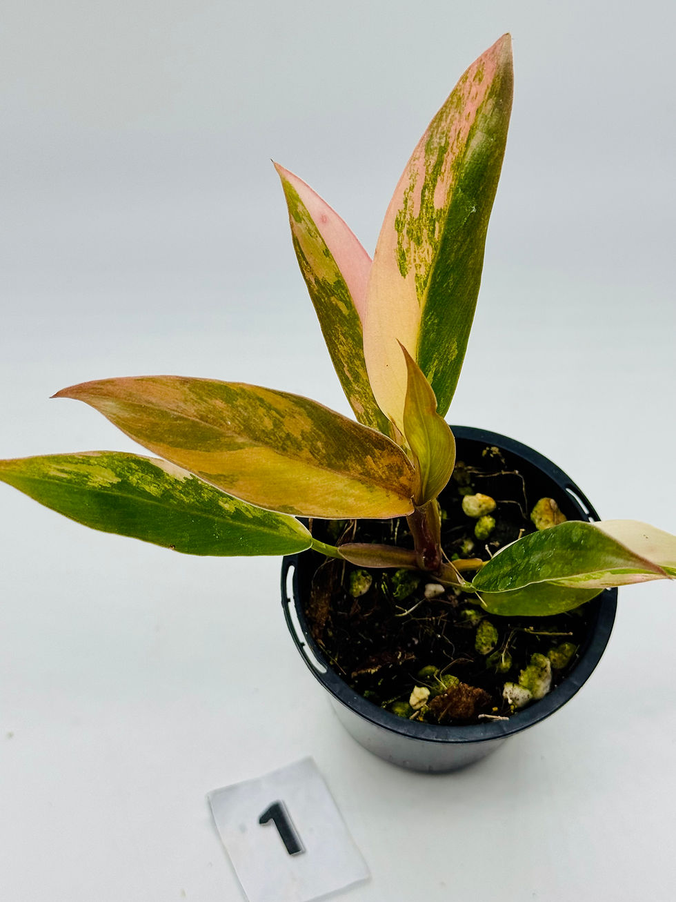 Thumbnail: Philodendron Caramel Marble Variegated
