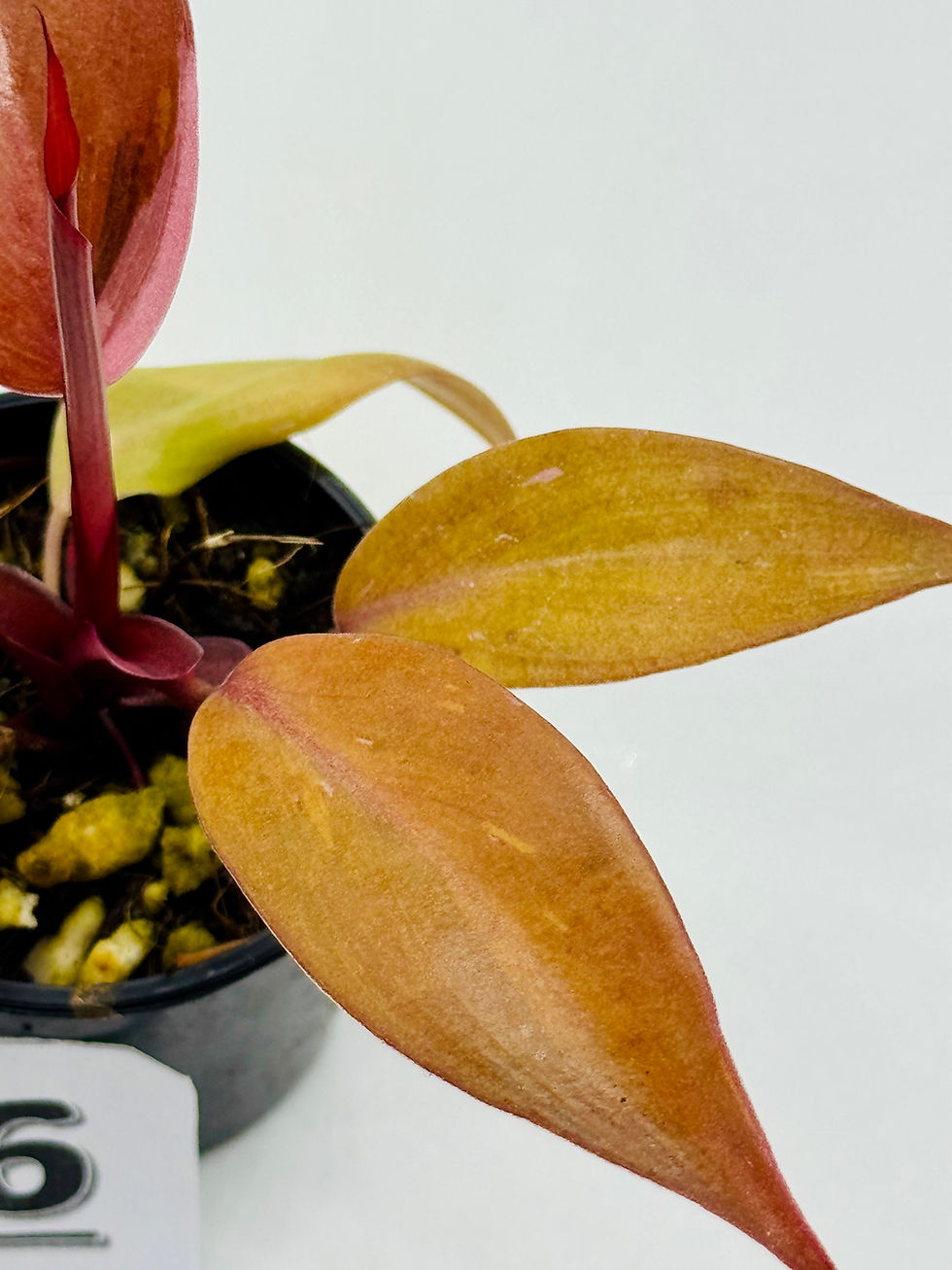 Thumbnail: Philodendron Persimmon Princess 