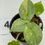 Thumbnail: Alocasia Silver Dragon Aurea Variegated 