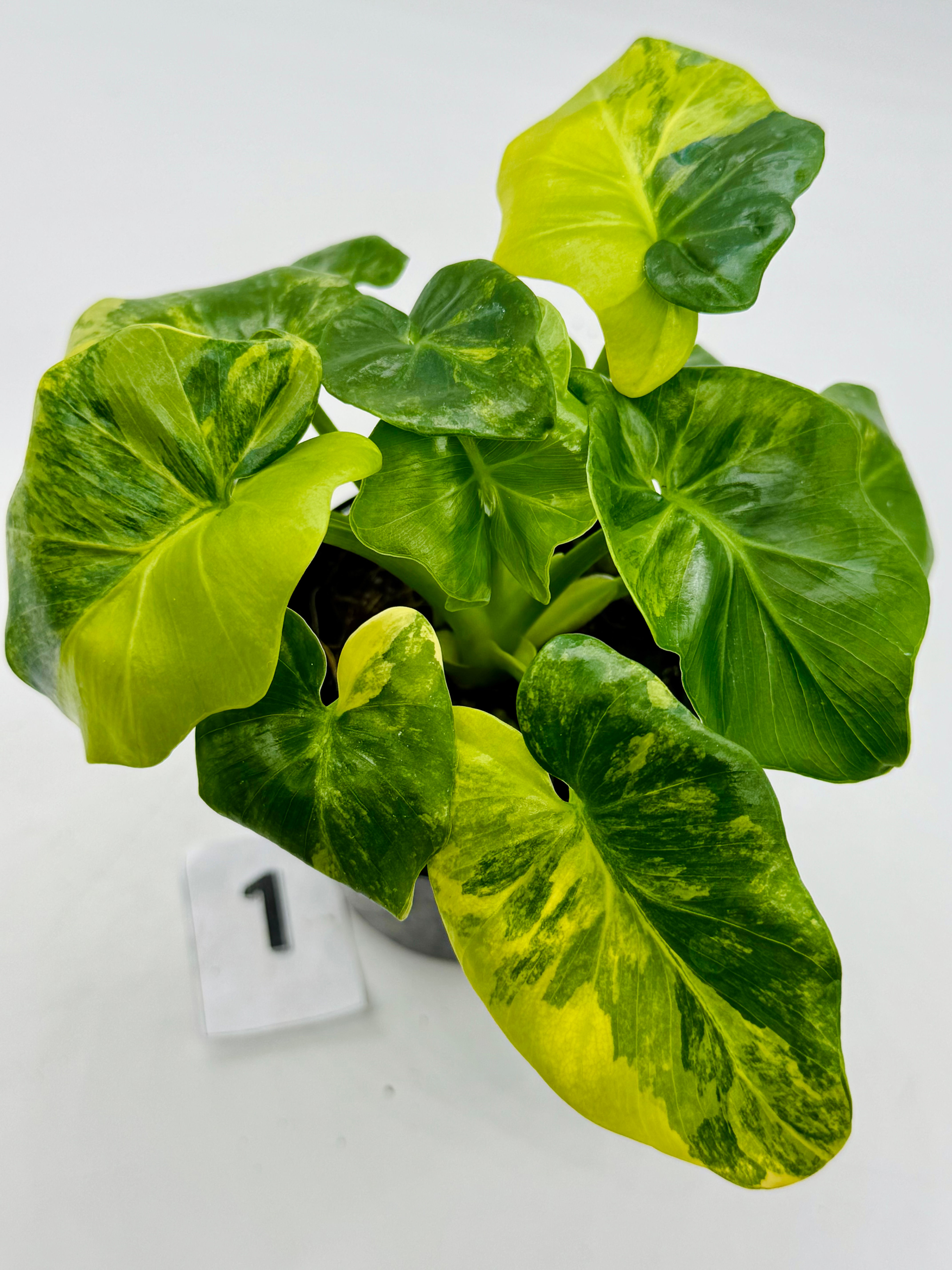 Philodendron Atom Aurea Variegated in 70mm